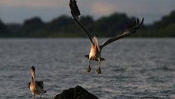 5 destinos para hacer avistamiento de aves en colombia