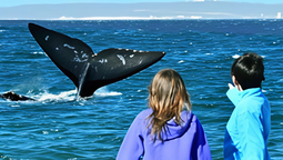 La costa de Chubut cuenta con distintos tipos de ballenas durante todo el año.