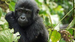 Se agrandó la familia: en Uganda, África, nacieron cinco gorilas de montaña.