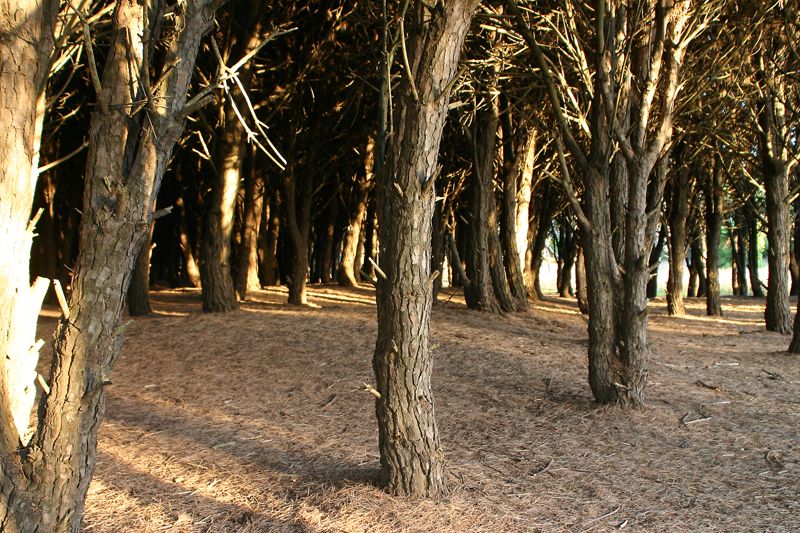 El bosque energético de Miramar, recibe a cientos de curiosos cada fin de semana.