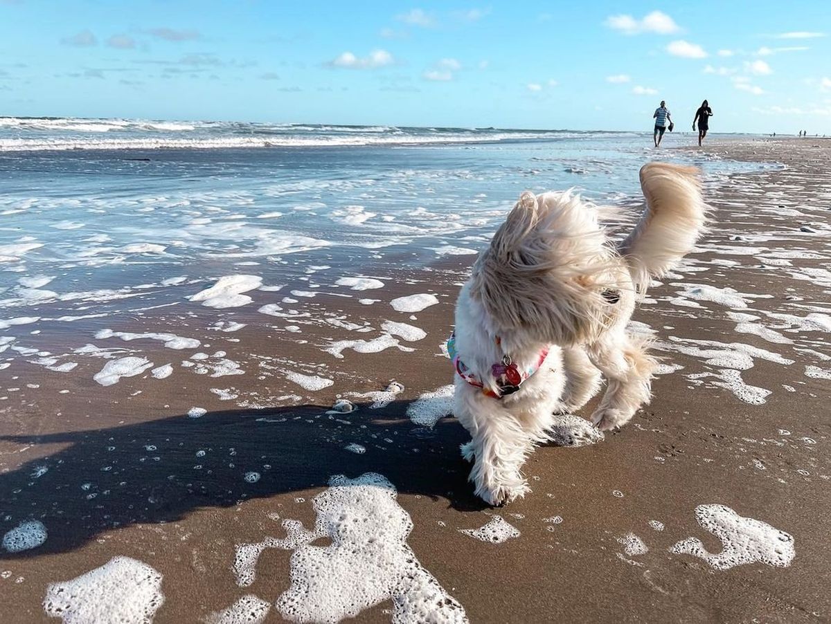 Yes Playa Canina es el primer balneario&nbsp; en Mar del Plata para ir con perros y gatos este verano.