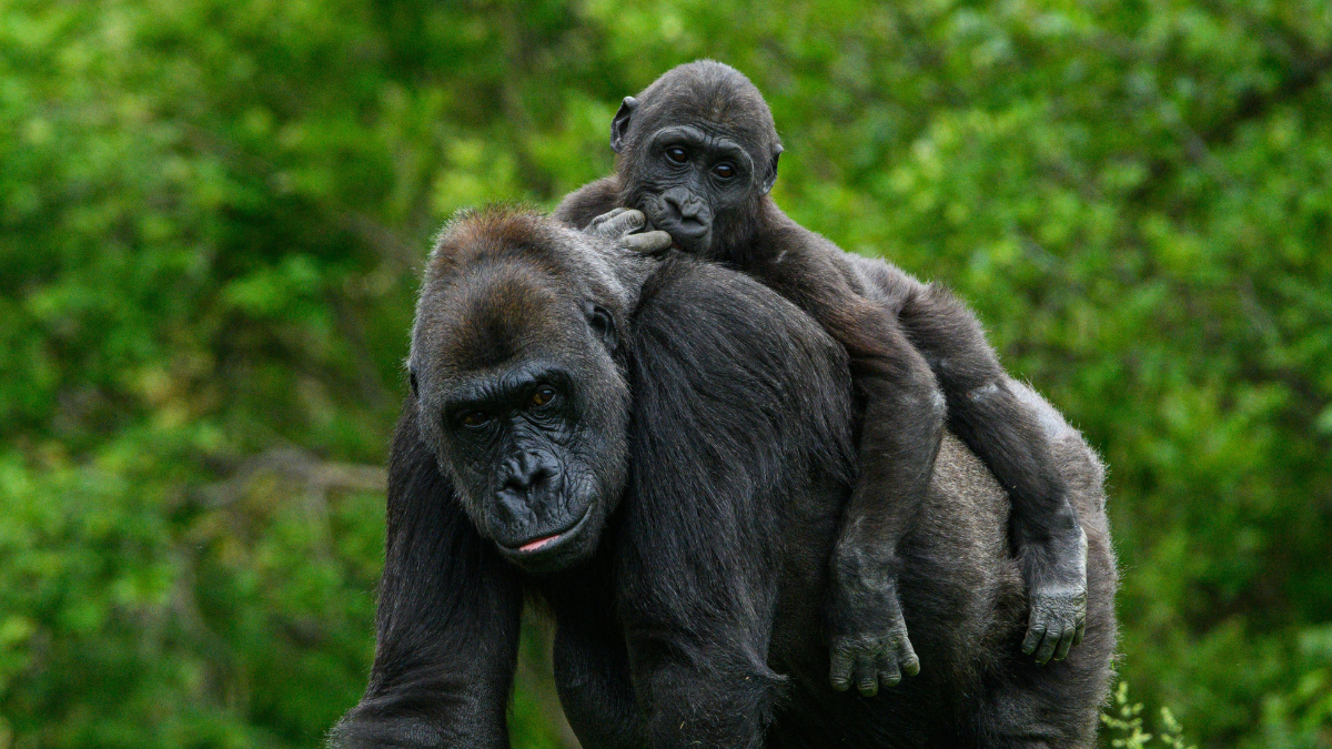 Saca tu lado más aventurero con estos safaris que te llevarán a conocer gorilas.