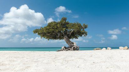 El dividivi recortado sobre las playas de ensueño se ha convertido en insignia de la isla.&nbsp;