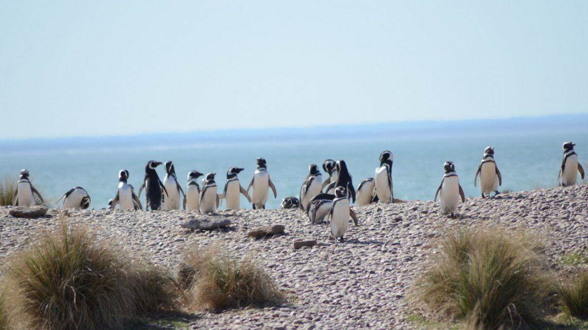 La Ciudad de Buenos Aires promociona a Puerto Madryn.