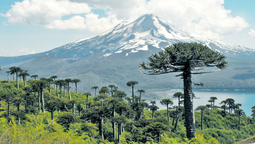 31.000 turistas extranjeros visitaron La Araucanía en enero de 2023.
