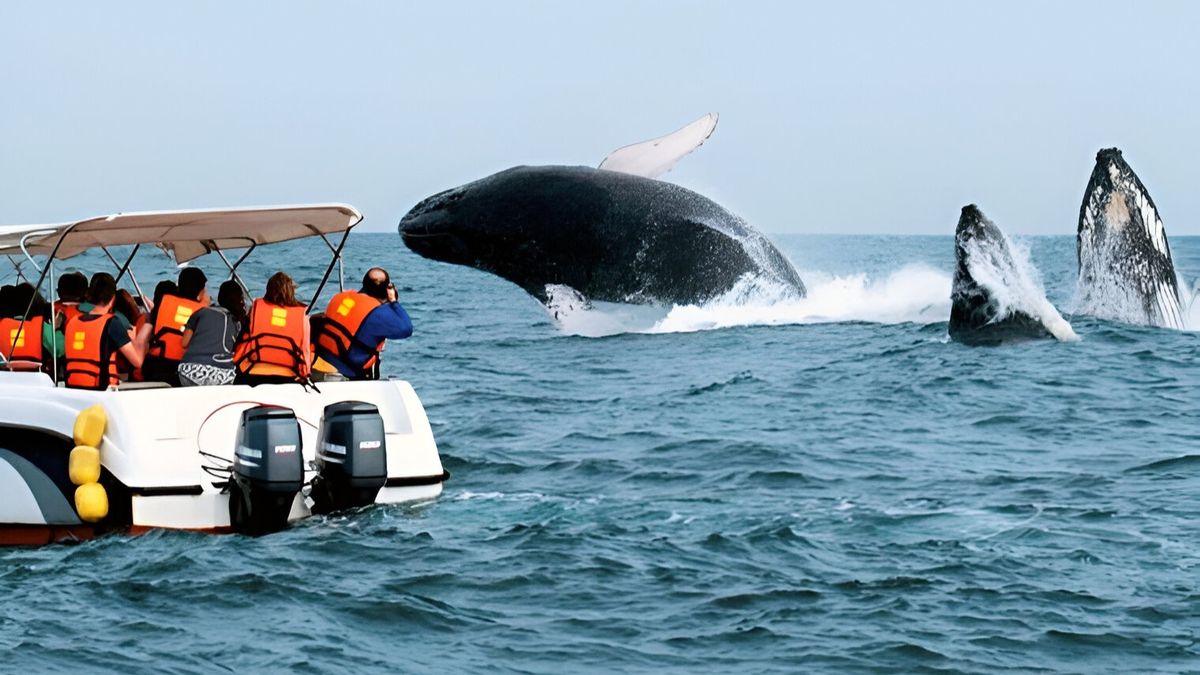 Turismo en Tumbes crece en 2025 gracias al avistamiento de ballenas y sus playas.