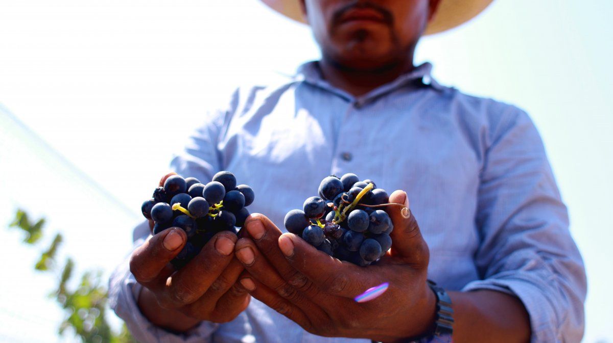 Empresarios del valle de Guadalupe pueden acceder a la nueva moratoria de Baja California.