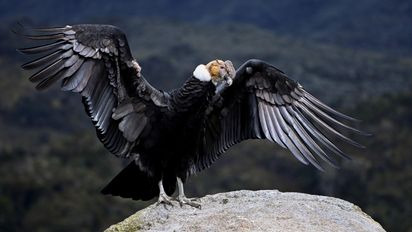 Turismo sostenible en Mendoza: por qué proteger a los cóndores en San Rafael es urgente