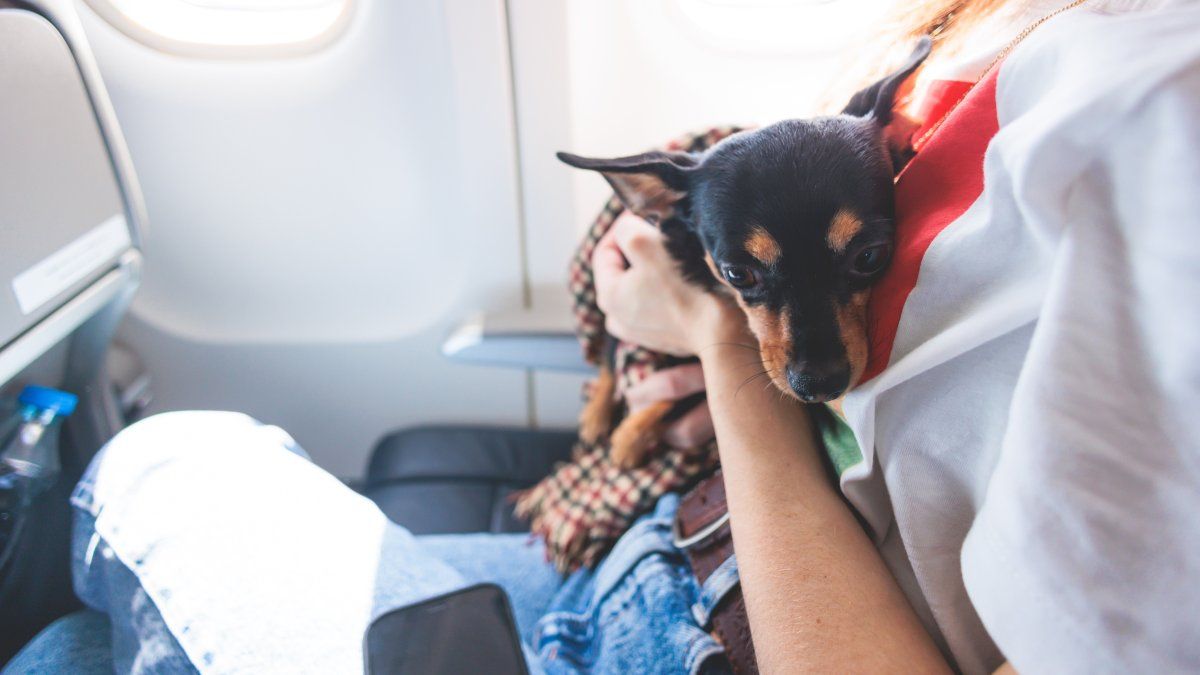 Enterate en la nota cuánto sale y qué documentos tenés que presentar para que tu mascota suba al vuelo de JetSMART. Enterate en la nota cuánto sale y qué documentos tenés que presentar para que tu mascota suba al vuelo de JetSMART.