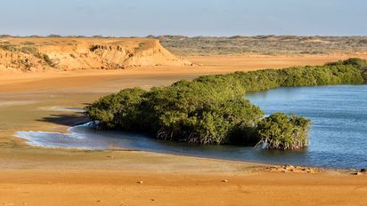 Vive la conexión entre naturaleza y cultura mientras ayudas a preservar los manglares en La Guajira.