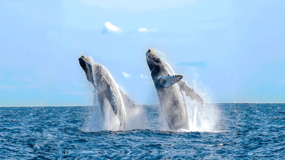 Vive el avistamiento de ballenas en aguas del Pacífico mexicano.