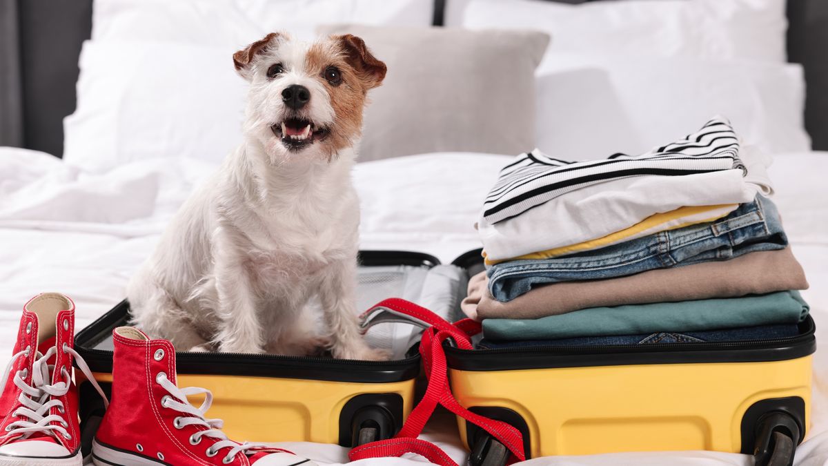 Viajar con mascotas requiere preparación para garantizar su comodidad durante el trayecto. - Ladevi Medios y Soluciones Viajar con mascotas requiere preparación para garantizar su comodidad durante el trayecto.
