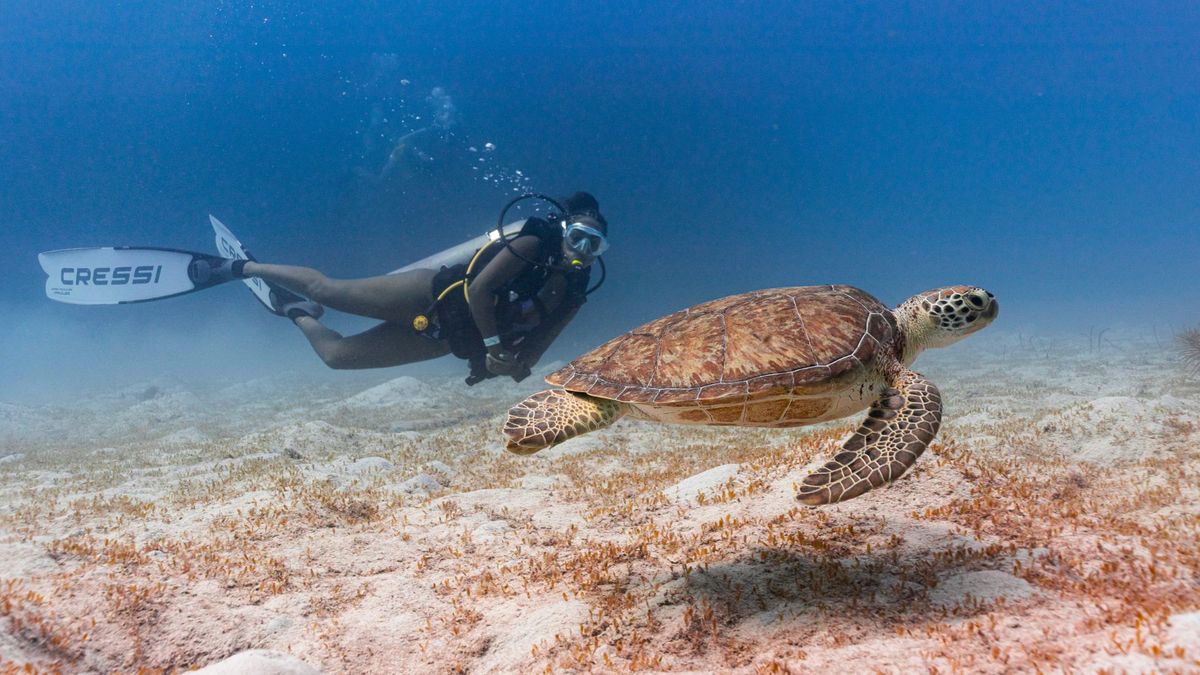 El Dive Fest Barbaros se realiza del 16 al 22 de agosto.