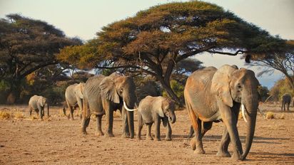5 animales imperdibles en África