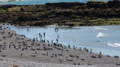 El impresionante hogar de los pingüinos de Magallanes en la Patagonia