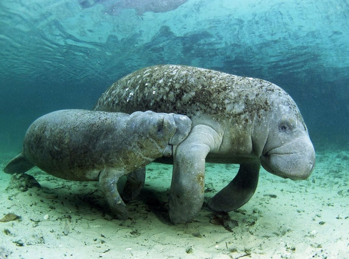 Realiza ecoturismo y ayuda a preservar los tesoros de Quintana Roo.