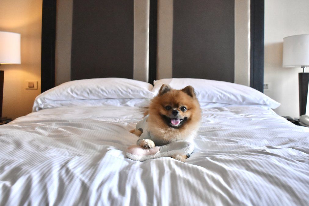 {altText(Hilton Buenos Aires cuenta con una propuesta de
hospedaje pet friendly, bajo el lema “Mascotas VIP #VeryImportantPets”.,Hilton Buenos Aires: servicio pet friendly VIP)}