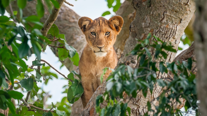 África: 5 experiencias para explorar el lado más salvaje de Uganda