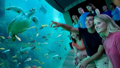 Turtle Creek, en SeaWorld Orlando, una experiencia única para concientizar a grandes y chicos sobre la necesidad de proteger el medioambiente de las tortugas marinas.