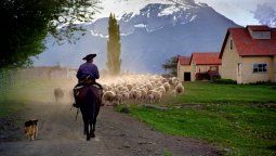 Postal de la Patagonia actual: arriando ovejas.