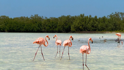 Sisal es uno de los Pueblos Mágicos de Yucatán con más naturaleza.