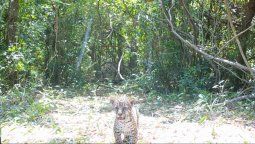 El cachorro yaguareté que nación en el Parque Iberá de Corrientes.