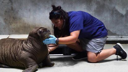 Miles de animales marinos han sido rescatados por SeaWorld.