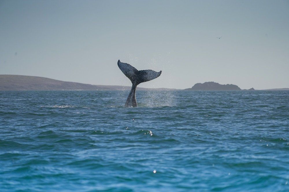 Un escenario natural único de Chubut en donde podrás ver 4 especies de ballenas