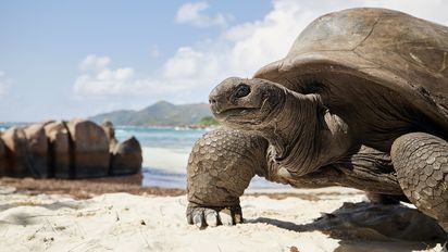 Avianca, reconocida por ruta hacia Galápagos