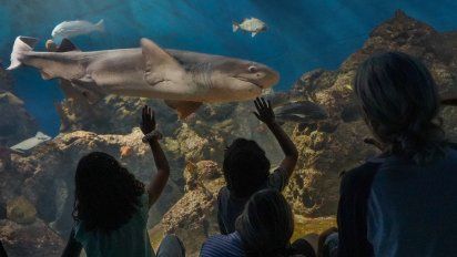 Escapadas desde Buenos Aires: el acuario más impactante de Argentina se encuentra a 40 minutos de Buenos Aires.&nbsp;