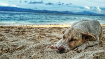 Escapadas cerca de Buenos Aires: cada vez más hoteles de la provincia tienen su sello de Pet Friendly.