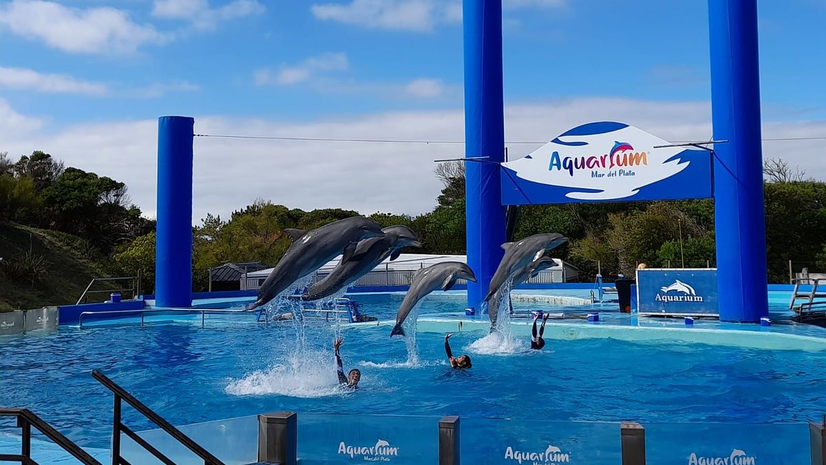 Mar del Plata todo lo que hay que saber sobre el Aquarium