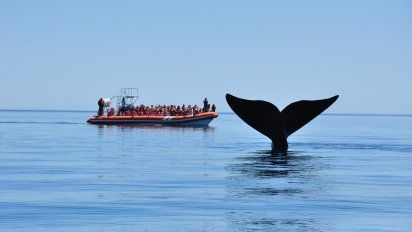 Chubut: una guía completa para hacer avistajes de fauna