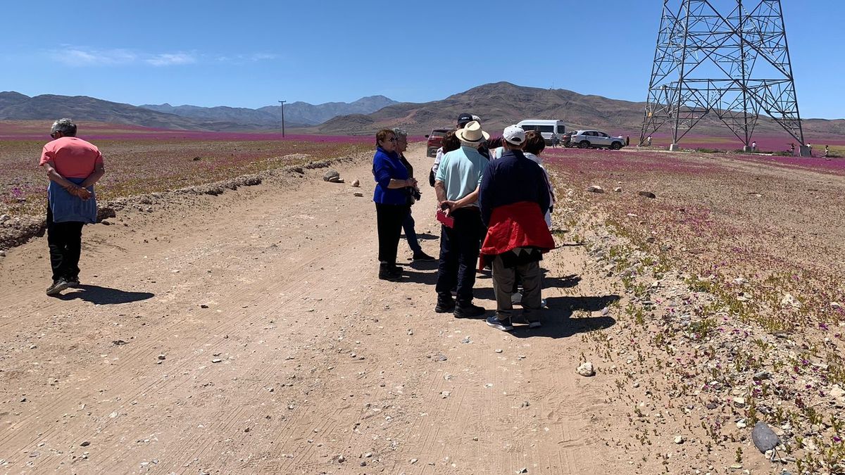 El desierto florido 2025 dejó maravillosas y coloridas postales en medio del Desierto de Atacama. El desierto florido 2025 dejó maravillosas y coloridas postales en medio del Desierto de Atacama.