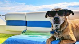 altText(Requisitos para viajar con mascotas en avión)}