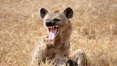 Safaris: 5 depredadores que puedes observar en África
