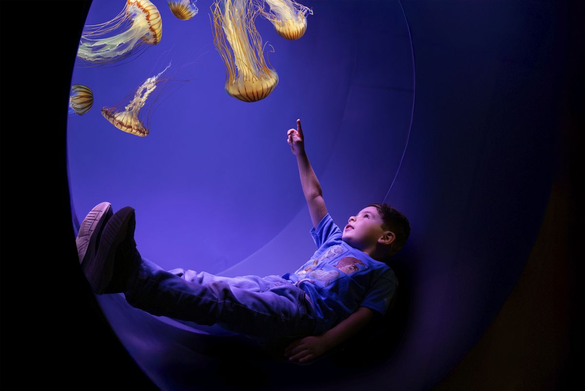 SeaWorld San Diego: atractiva muestra interactiva sobre las medusas.