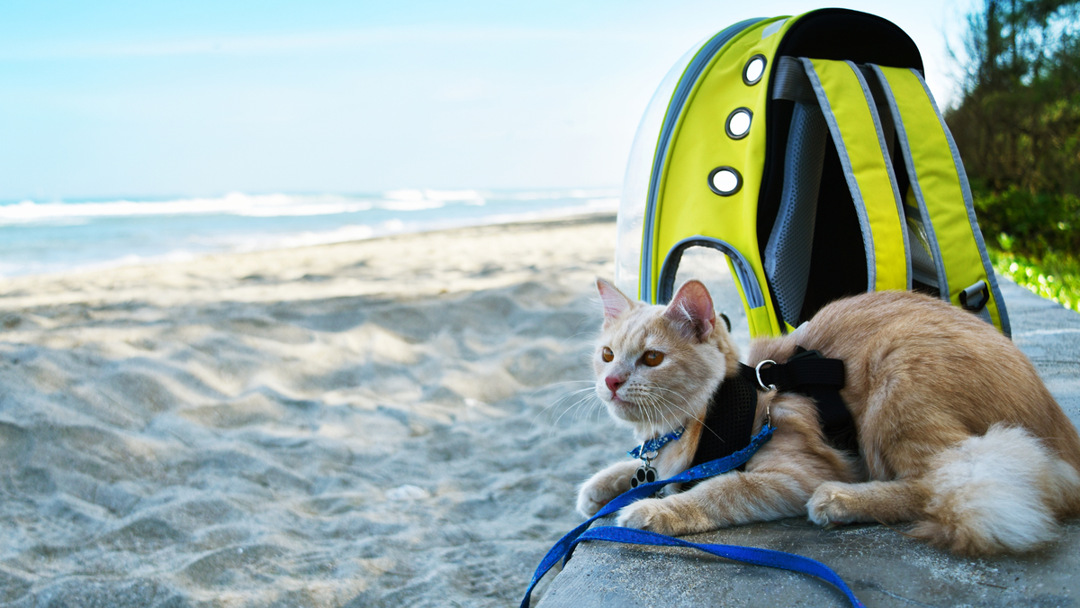 Universal Assistance recopiló una serie de recomendaciones imprescindibles si vas a viajar con mascotas.