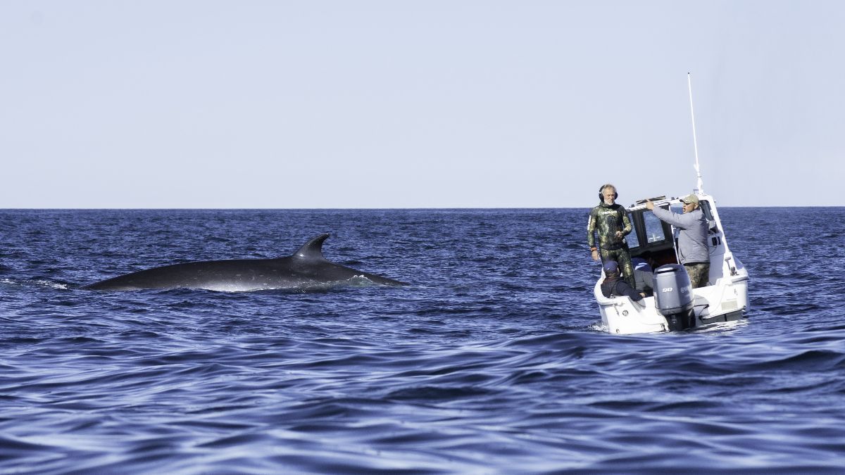 Verano en la Patagonia: la ballena Sei es la tercera más grande del mundo y se encuentra en peligro de extinción a nivel global. 