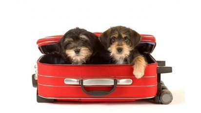 Mascotas: nuevos pasajeros a bordo