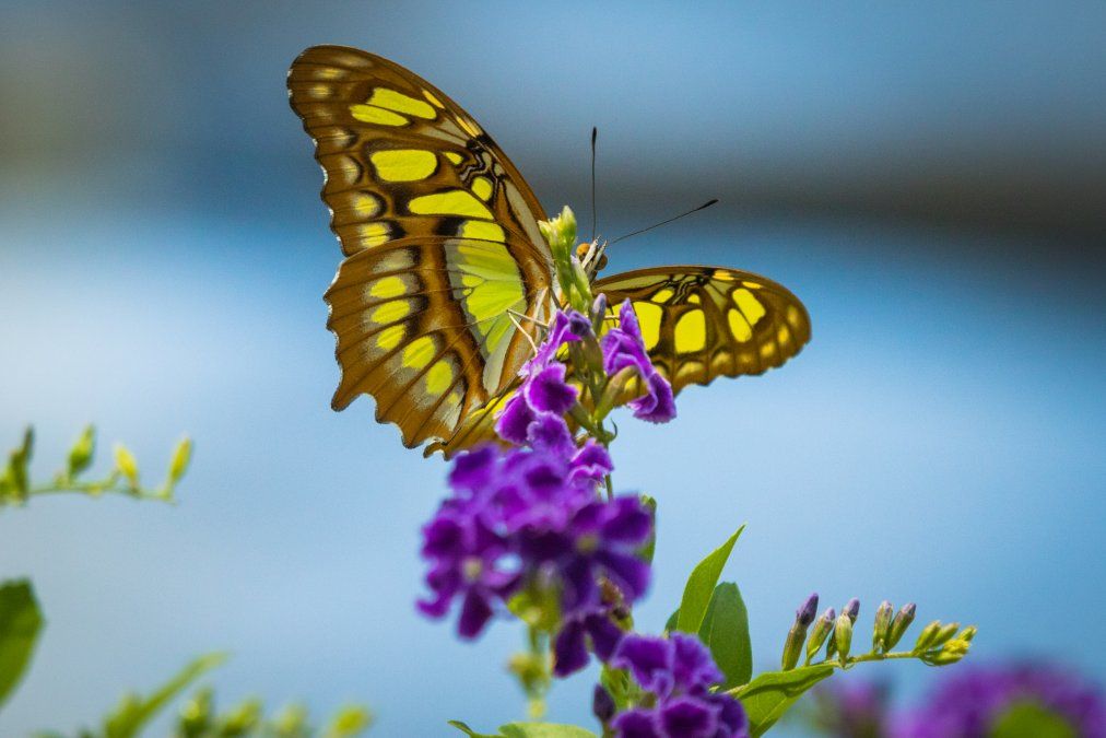 Aruba. El mariposario es una excelente alternativa visual. Aruba. El mariposario es una excelente alternativa visual.
