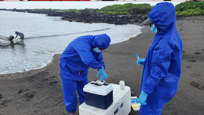 Galápagos: descartan gripe aviar y reabren las islas Isabela y Fernandina