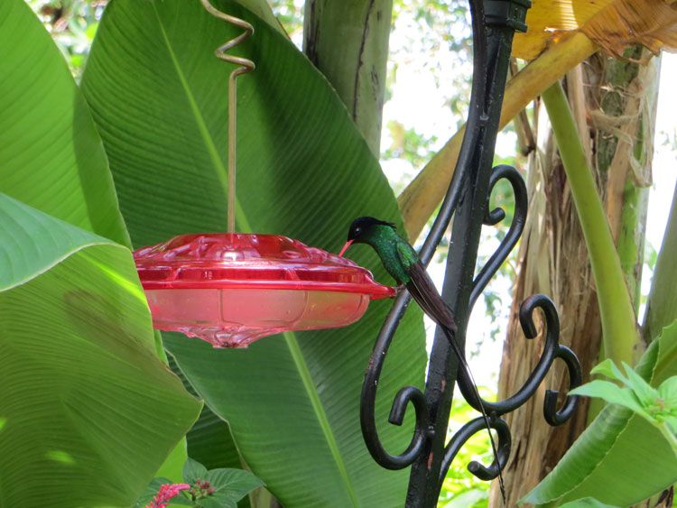 El hummingbird es el pájaro nacional de Jamaica.