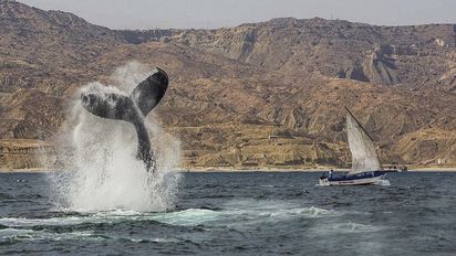 El avistamiento de ballenas en las playas del norte del Perú es un expectáculo que se da desde julio hasta finales de octubre.