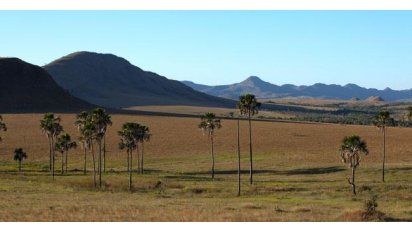Las riquezas de la enorme sabana brasileña