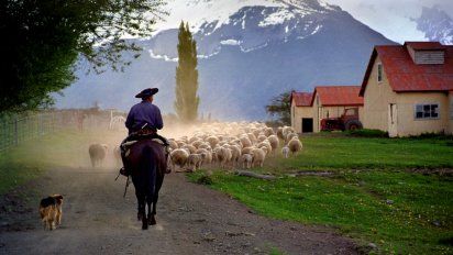 Postal de la Patagonia actual: arriando ovejas.