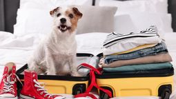 Viajar con mascotas requiere preparación para garantizar su comodidad durante el trayecto.