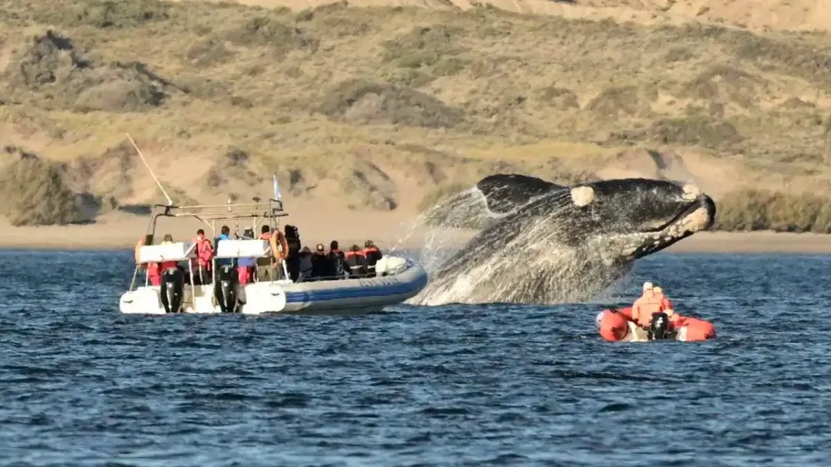 El avistaje embarcado de ballenas es una de las experiencias más recomendadas de la Patagonia.