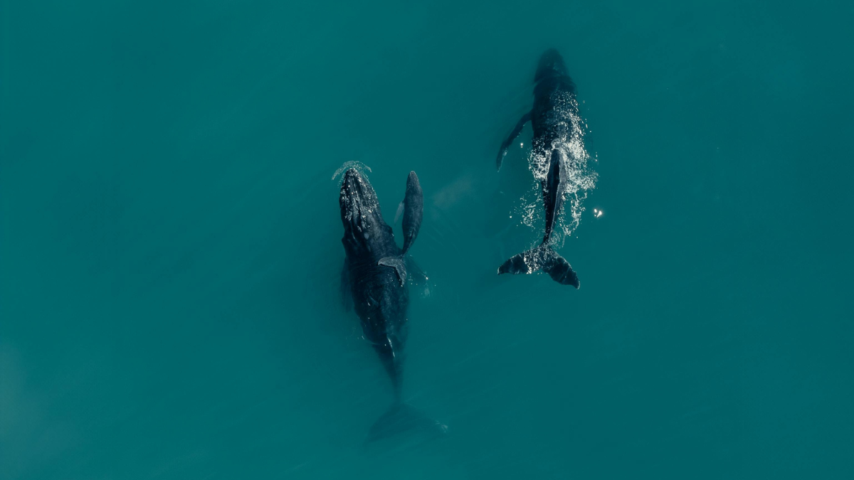 La temporada de avistamiento de ballenas en México es de diciembre a abril.