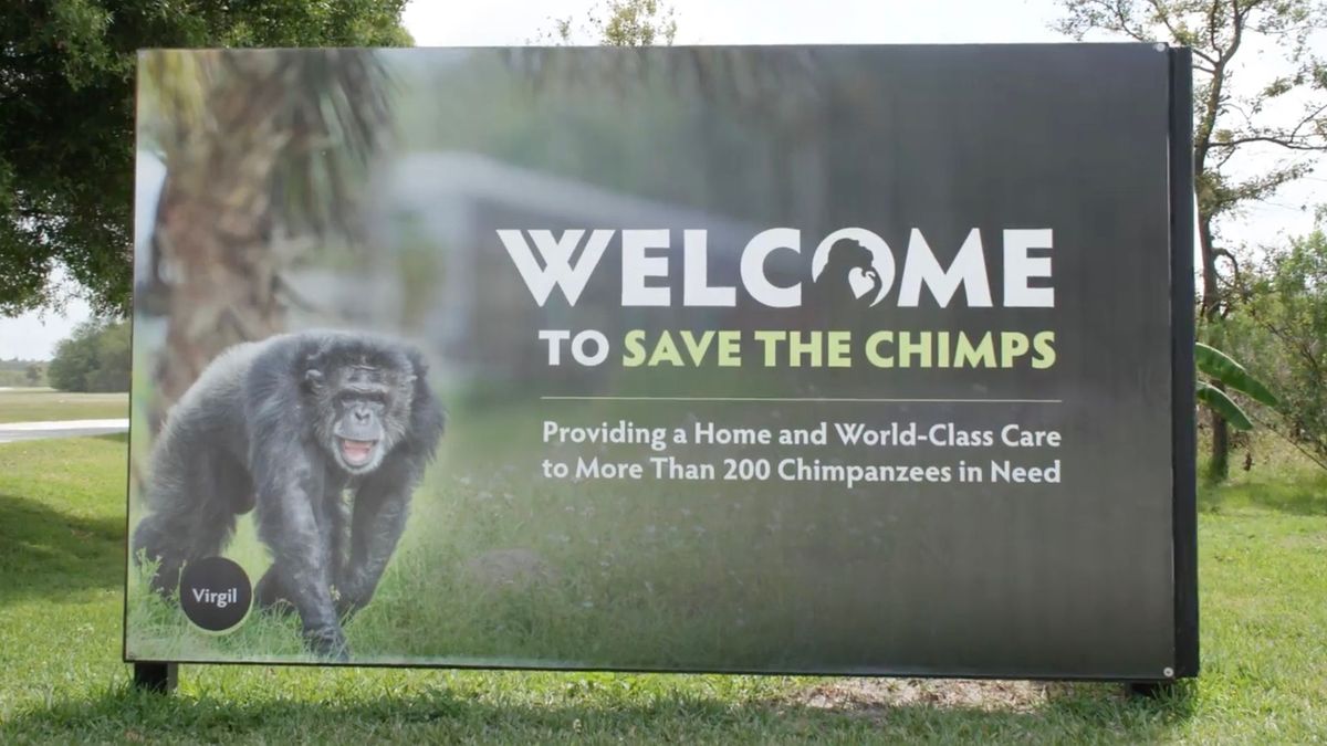 Save The Chimps es una de las fundaciones de conservación de fauna más importantes de Florida. Save The Chimps es una de las fundaciones de conservación de fauna más importantes de Florida.
